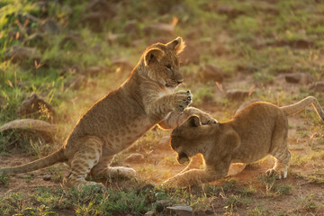 lion in savannah in kenya