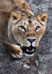  predatory interest of  big cat portrait of a muzzle of a curious peppy lioness close-up discolored coat, bright orange eyes.