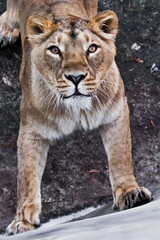 Fototapeta na wymiar Powerful paws confident look. predatory interest of big cat portrait of a muzzle of a curious peppy lioness close-up