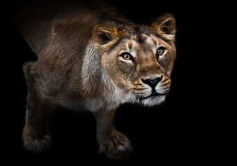 Obraz na płótnie Canvas In the dark a curious look. predatory interest of big cat portrait of a muzzle of a curious peppy lioness close-up