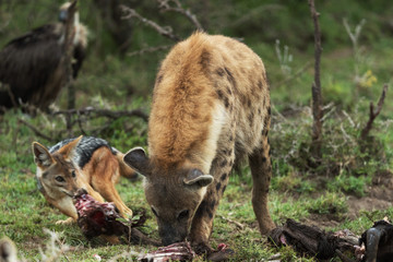 a hyena in savannah in kenya
