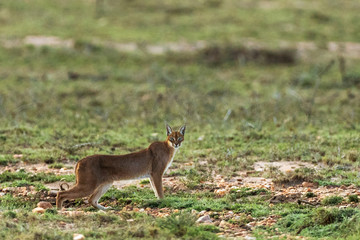 A caracal in savannah in kenya
