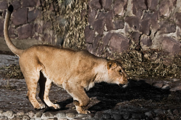 Fototapeta na wymiar sneaking and getting ready for the jump. peppy powerful yellow lioness is walking.