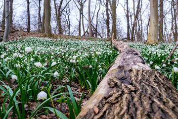 Naturschutzgebiet Ballenstedt Zehling Märzenbecher