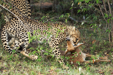 cheetah is hunting in savannah