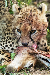 cheetah is hunting in savannah