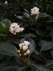 Beautiful little white flower buds with big green leaves