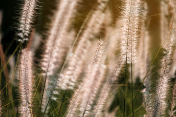 The beautiful sunlight on grass flowers in the meadow.
