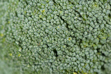 Obraz premium Fresh brocoli on a grey structured background, close-up