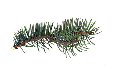 Christmas tree branch isolated on white background