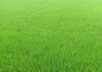 Naklejka na ściany i meble Green rice field backgrounds and textures closeup for wallpaper interior design.