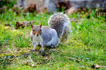 squirrel