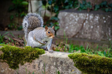 squirrel