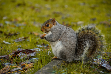squirrel