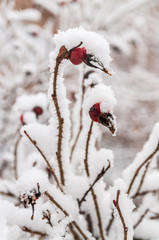 Red rosehip berries with hoar frost