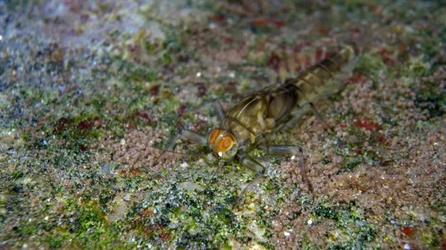 Mayfly larvae foraging for food underwater