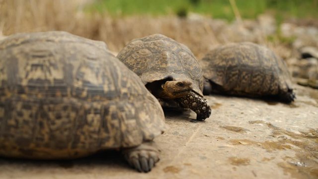 A group of mid-sized Angulate tortoises getting up and leaving.