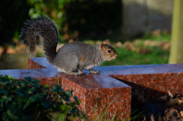 squirrel