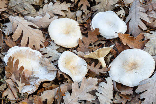Clitocybe cerussata, phyllophila. Clitocibes grandes entre las hojas secas de roble.