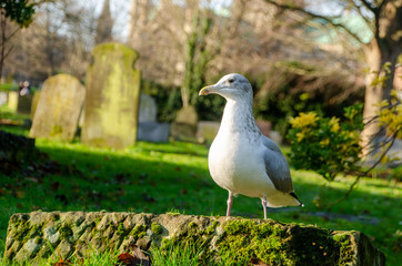 Seagull