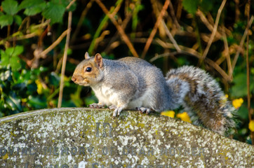 squirrel