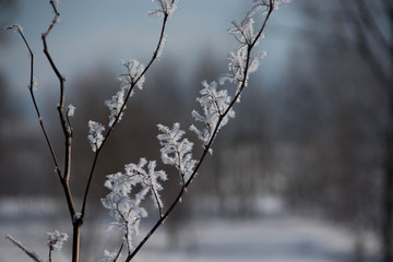氷点下の朝の霧氷