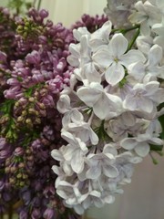Beautiful delicate bouquet consisting of a branch of white and purple lilac