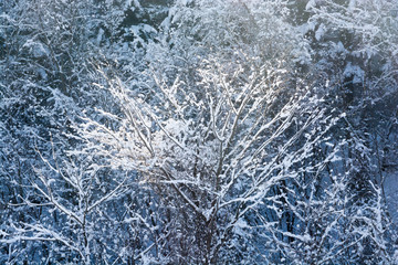 冬の朝日に輝く木立