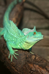 Plumed basilisk (Basiliscus plumifrons).