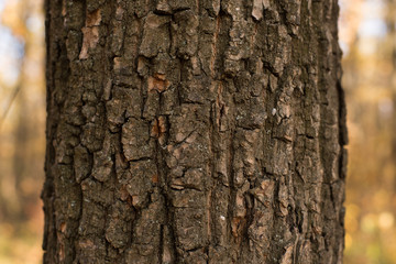 Tree bark grunge texture. Seamless wood Texture old background brown nature timber textured wooden material.