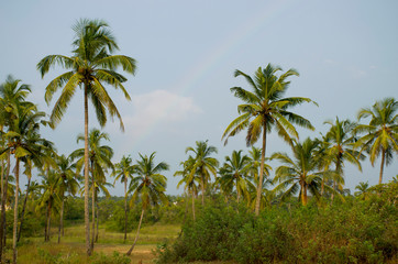 Fototapeta na wymiar palm tree tropical trees against the background of the blue sky