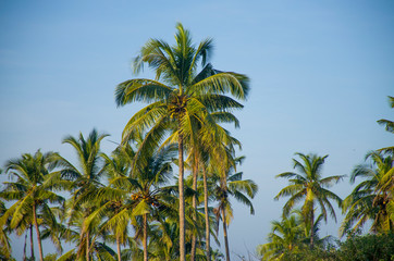 Fototapeta na wymiar palm tree tropical trees against the background of the blue sky