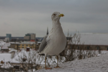 Seagull on parapet of observation deck during snowfall in Tallinn. Estonia