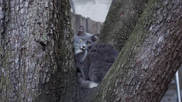 Cat hiding on tree, shot in slow motion