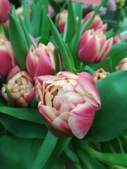 beautiful delicate bright saturated pink large tulips with lush green leaves