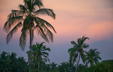 Fototapeta na wymiar Tropical landscape sunset among tree