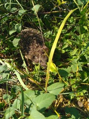 hedgehog in grass