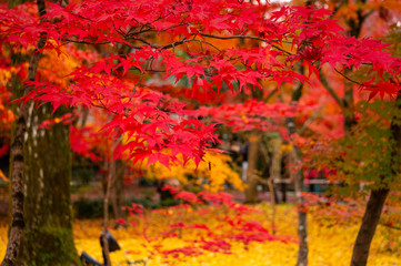 京都　紅葉