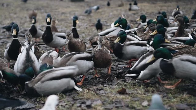 A large number of ducks are fighting for the bread that people throw to them. Cool shots of birds.