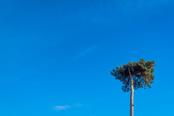 Pine tree on the blue sky background.