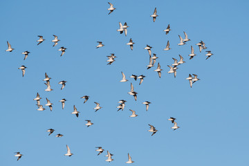 Red Knot, Grey Plover and Dunlin birds flying over sea.