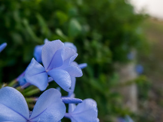 Blue flowers in green garden, beautiful flowers for background
