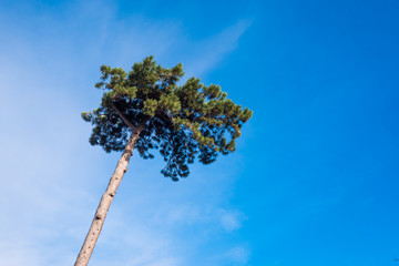 Pine tree on the blue sky background.