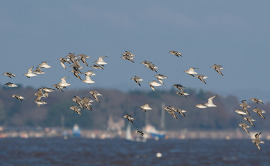 Red Knot birds in fly. His Latin name is Calidris canutus.