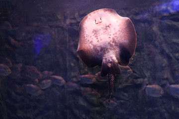 Tropical ray fish swimming in clear aquarium © New Africa