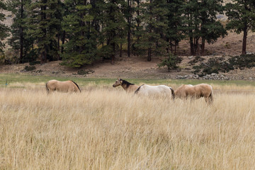 Buckskin horses relaxing and grazing in a field