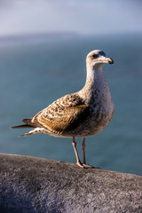 seagull on a wall