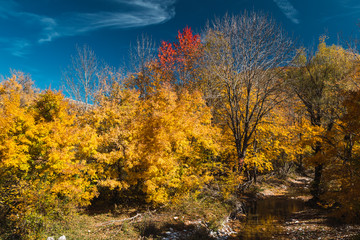 Fototapeta na wymiar Mountain landscape in autumn with bright colors and huge trees