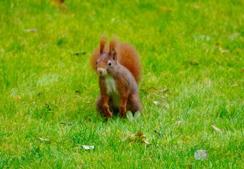 Eichhörnchen