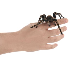 Man holding striped knee tarantula on white background, closeup